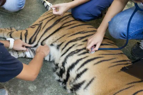 Comment devenir soigneur animalier onisep ?